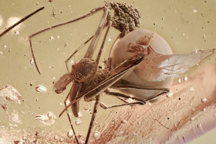 Large Fossil Assassin Spider (Archaeidae) In Baltic Amber - Rare! #328115